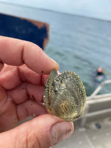 CLAM-EU